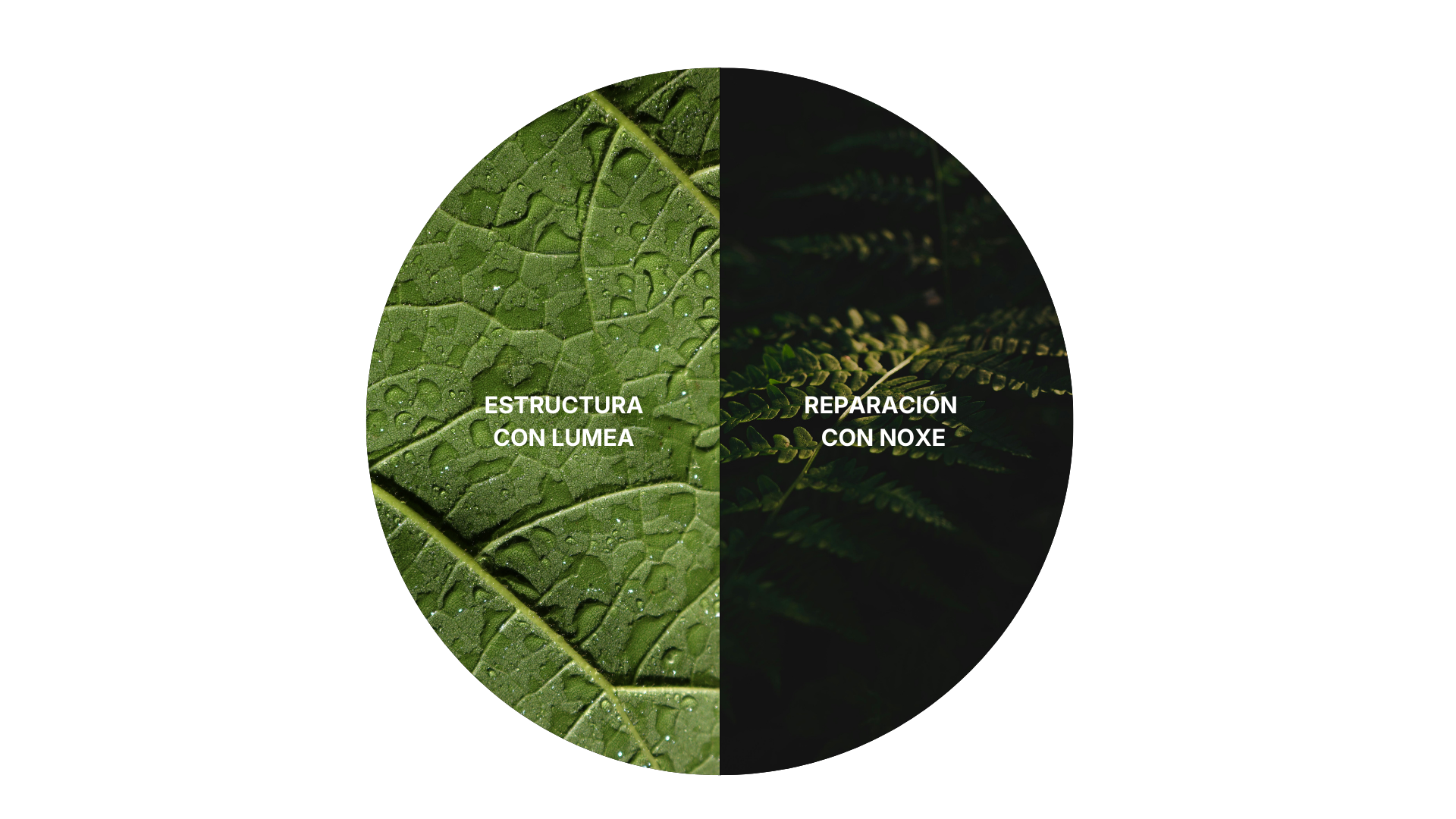 Sistema AORIS – Protocolo Día & Noche (30 días)